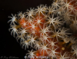 seeing stars...soft coral by Troy Williams 